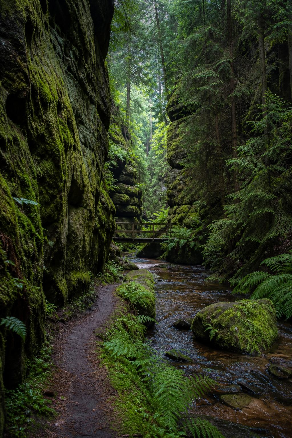 Moosige Waldschlucht mit Bachlauf in der Sächsischen Schweiz